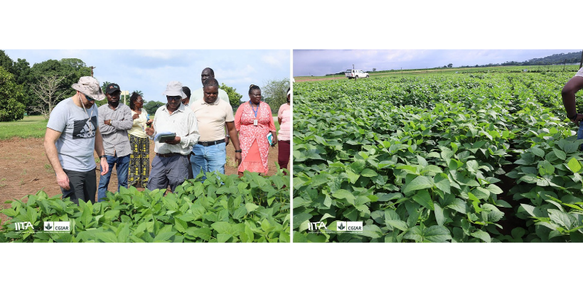 Makram Geha with IITA plant breeders, led by Soybean Breeder, Abush Abebe, during visit to soybean breeding trial field at IITA.