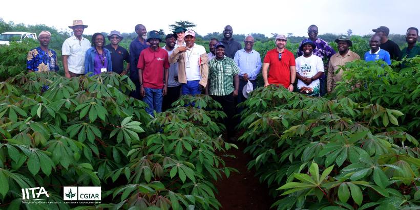 Dr Makram Geha and IITA scientists inspect cassava breeding trials at IITA–CGIAR's off-station research site in Ikenne.
