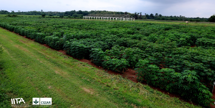 Cassava breeding trials at IITA–CGIAR's off-station research facility in Ikenne, showcasing improved breeding materials under evaluation for productivity, resilience, and farmer-preferred traits.