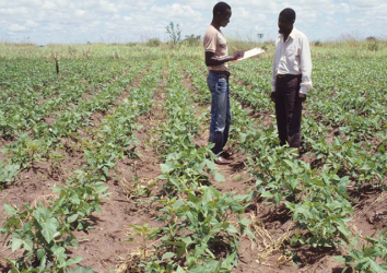 Fast-tracking release, registration and commercialization of climate resilience cowpea varieties to increase yield and enhance food and nutrition security in Nigeria