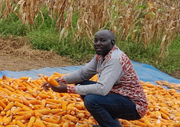 MAIZE EARLY GENERATION SEED PRODUCTION