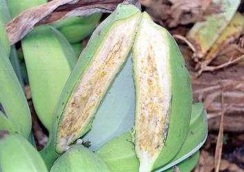 Identifying potential biosecurity systems for Fusarium wilt TR4 with smallholder banana producers in Tanzania and Mozambique