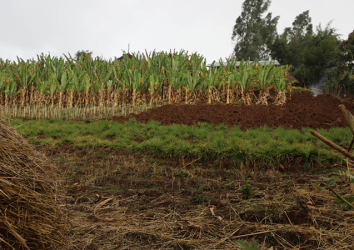 Evidence-based Regenerative Agriculture to Address Climate Change in Africa (Ethiopia and Nigeria)