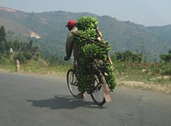 Banana-being-transported-to-a-market-1