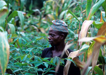 Cassava-and-Maize-fields