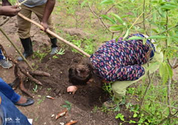 Climate Action: CGIAR Science Programme 2025 to 2030 (IITA contribution)