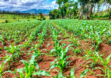 Maize field