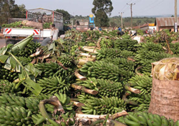 SGP-RTB – Roots Tubers and Bananas Breeding: a consolidated investment (CIRAD Component)