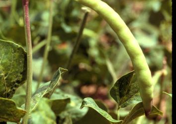 Development of nutritional enhancement genetic materials for cowpea and yam crops, improved nutritional status in West Africa and developing countries