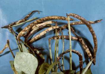 Collection, isolation, and characterization of leaf spot disease causal agents in cowpea in Nigeria, focusing on the isolation of Cercospora spp. Isolates.