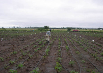 Agro-Climatic Resilience in Semi-Arid Landscapes (ACReSAL): Technical Assistance for Climate-Smart Agriculture and Farmer-Led Irrigation Development in 19 Northern States and the Federal Capital Territory of Nigeria