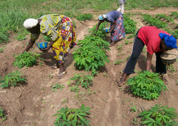 Expert Advisories for Policy Development to Deliver Improved Fertilizer and Soil Health Management Strategies at Scale