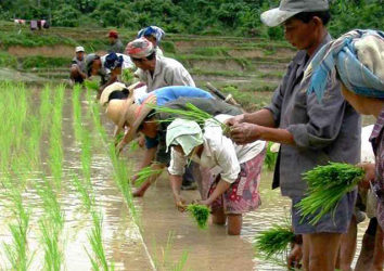 Improving Rice Productivity by Decarbonizing Cultivation For 12,000 Hectares of Irrigated Land in Benin Republic