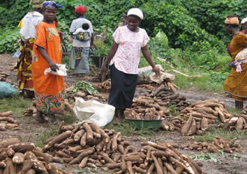 Market-led Transformation of the Root and Tuber Crops Subsector in Malawi (RTC-MARKET programme)