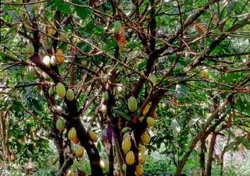 Wassa Amenfi Cocoa Landscape Initiative, Ghana
