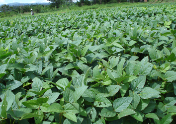 Soybean