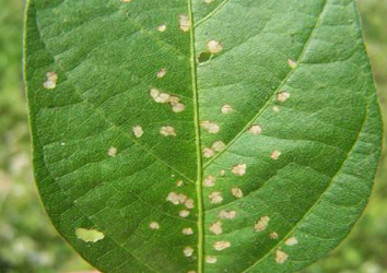 Technical support for implementation of the sustainable management of soybean rust project for smallholder farmers in Ethiopia and Kenya