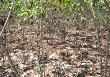 Mitigating the impacts of cassava virus