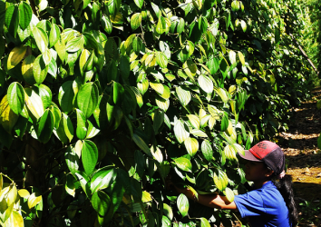 Synergistic Use and Protection of Natural Resources for Rural Livelihoods through Systematic Integration of Crops, Shrubs and Livestock in the Sahel