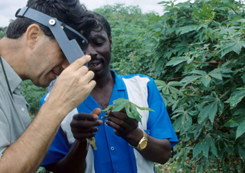 Virus Resistant Cassava for Africa Deployment