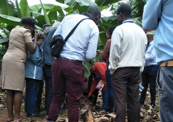 Genetic improvement of banana for control of bacterial wilt disease.
