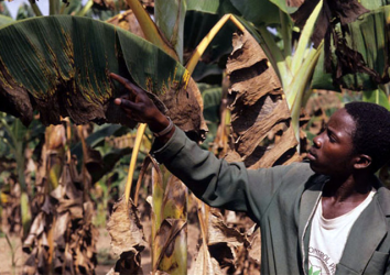 Enhancing resistance to Fusarium Wilt (Foc TR4) disease in banana through induced mutagenesis and gene-editing