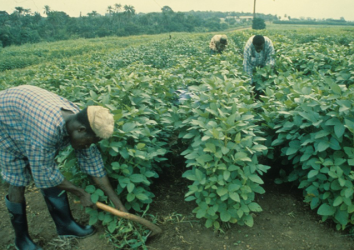 Strengthening soybean crop improvement in Africa to accelerate development of a stream of climate-smart varieties for small-scale producers, enabling their income growth, improved nutrition, and national economic growth.