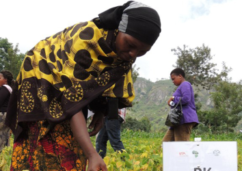 Improving Resilience of smallholder farmers through inclusive value chains and Agribusiness Development in Mali