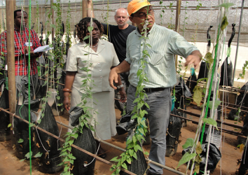 Advanced utilization of genetic resources of yam and cowpea for food security and land sustainability under unfavorable environments